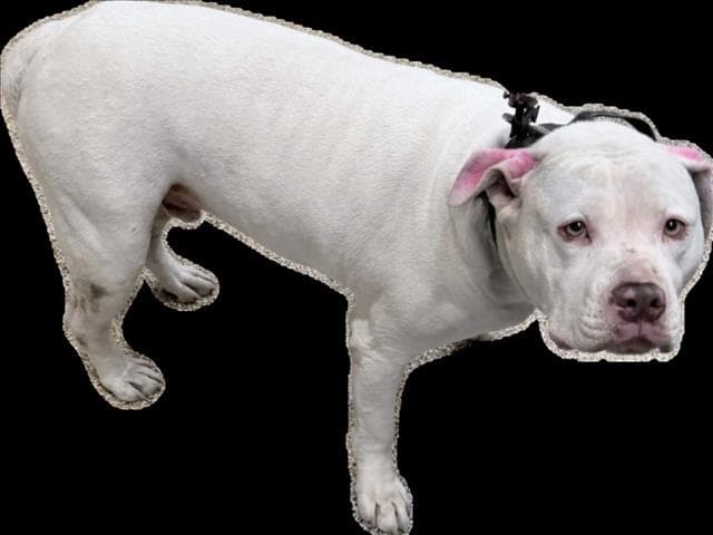 Fidough - American Pit Bull Terrier