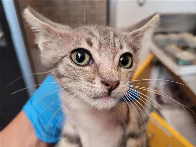 Spoon - Domestic Short Hair