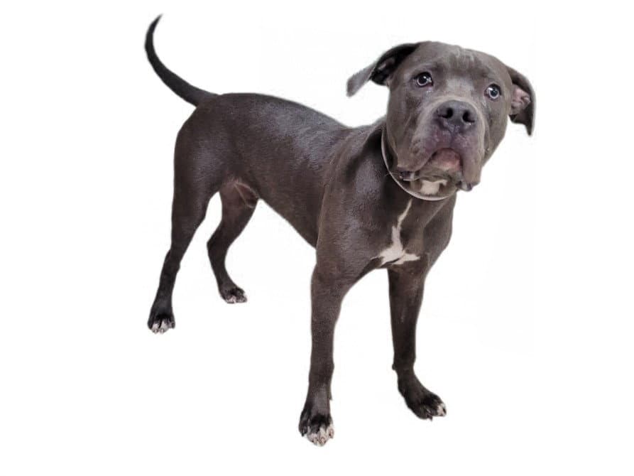 Solo - American Pit Bull Terrier