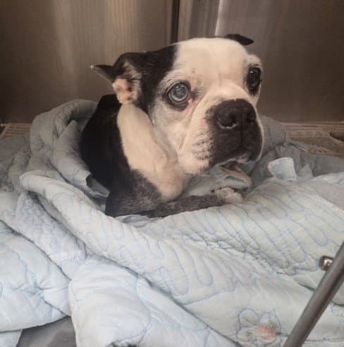 Boston - Boston Terrier