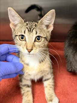 Rain image 1