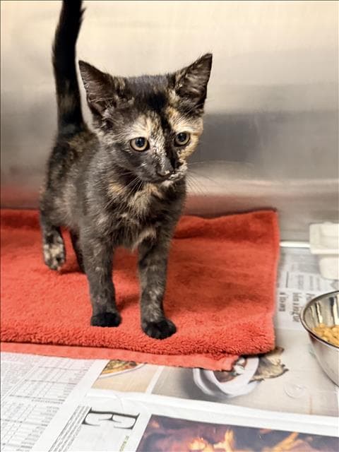 Stormie - Domestic Short Hair