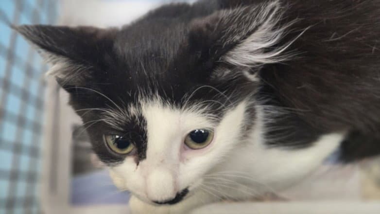 Canoli - Domestic Short Hair