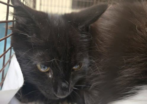 Tots - Domestic Short Hair