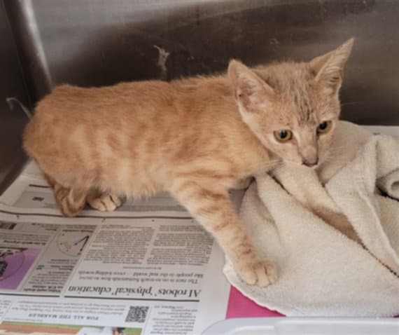 Mustard - Domestic Short Hair