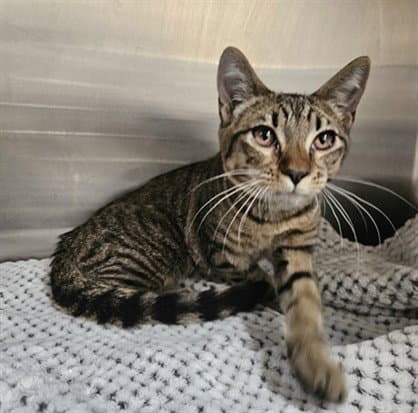 Lincoln - Domestic Short Hair