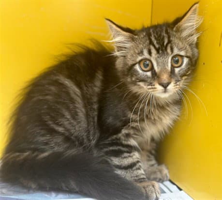 Rowana - Domestic Medium Hair