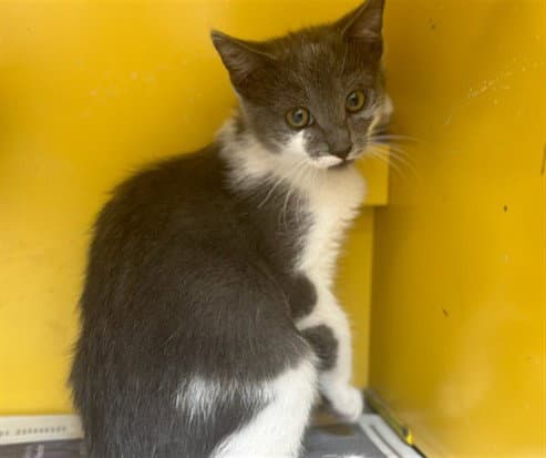 Finny - Domestic Medium Hair