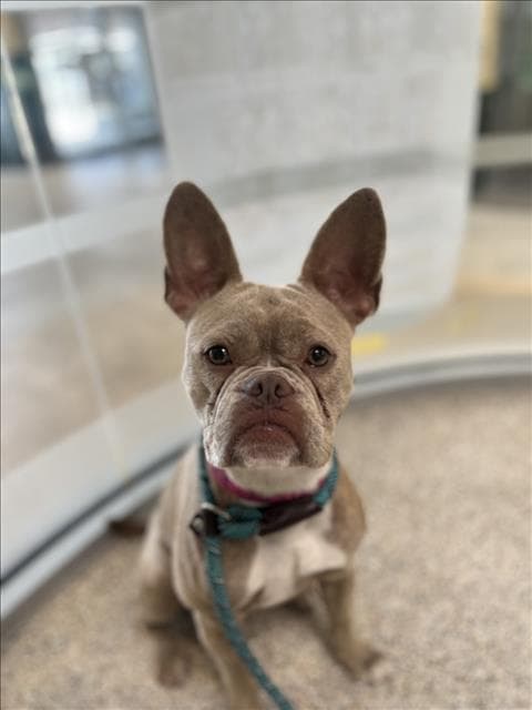 Aurelia - French Bulldog