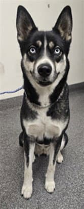 Eden - Husky