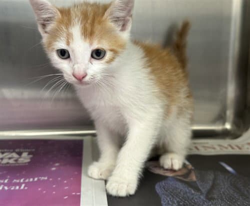 Big Mac - Domestic Short Hair