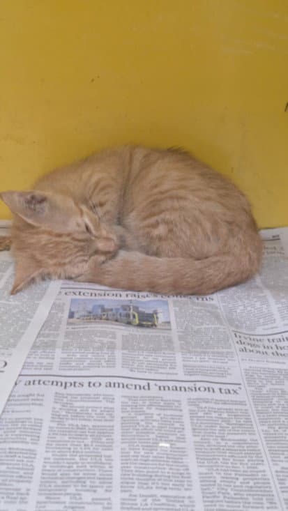 Cutie - Domestic Short Hair