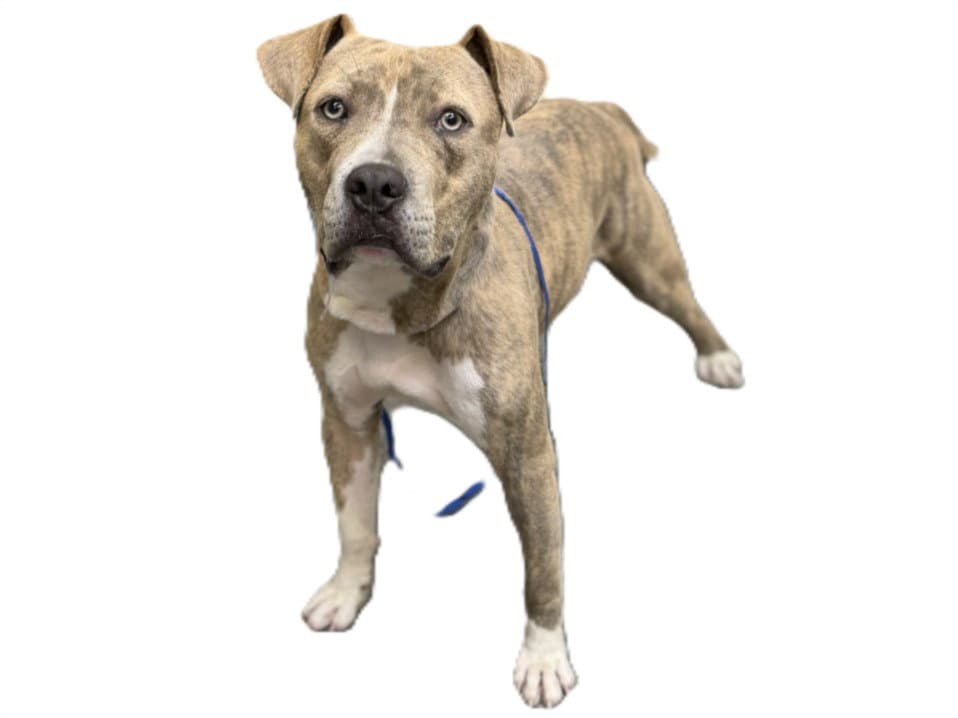 Ricky - Pit Bull Terrier