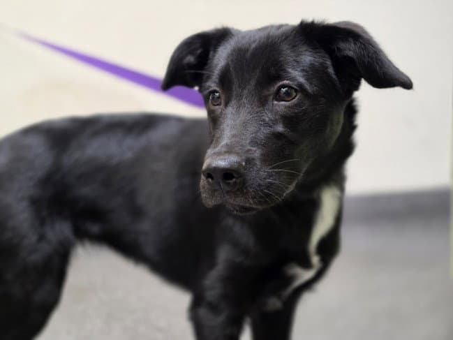Lady - Labrador Retriever
