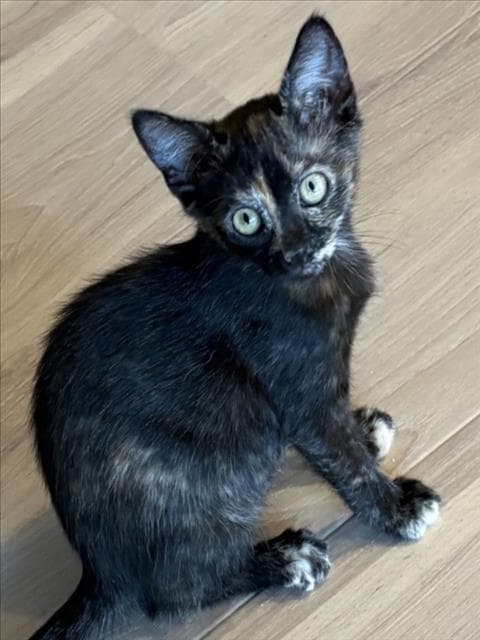 Temu - Domestic Short Hair