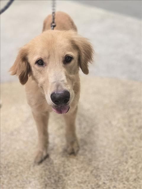 Oakley - Golden Retriever