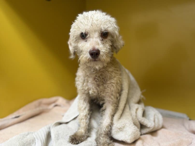Casper - Poodle (Miniature)