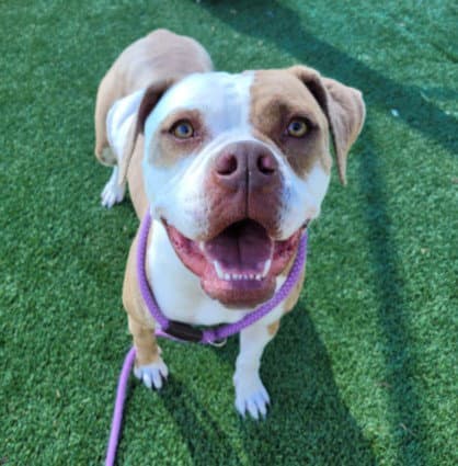 Melody - Boxer