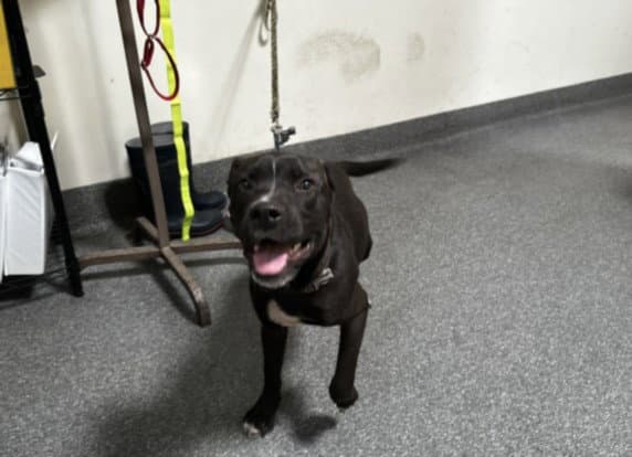 Poppy - Labrador Retriever