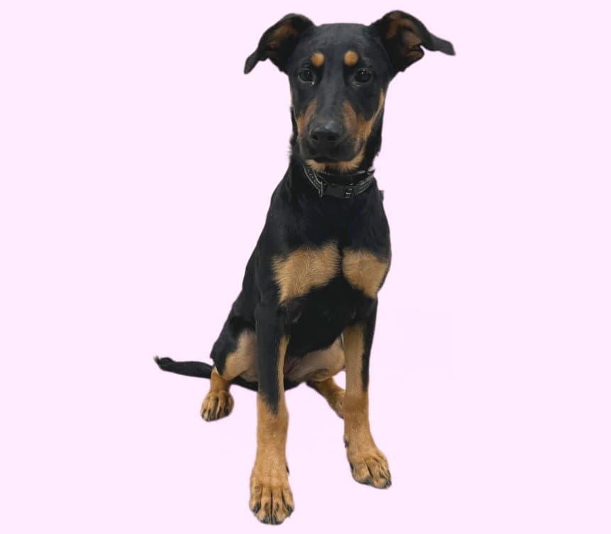 Willy - Doberman Pinscher