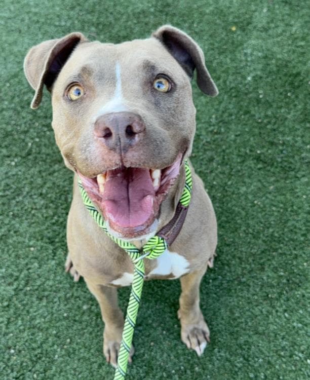 Gracey - American Staffordshire Terrier