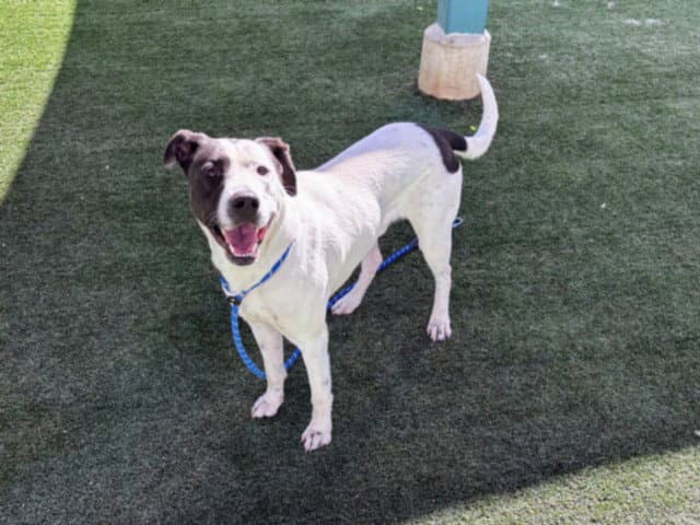 Celo - American Staffordshire Terrier