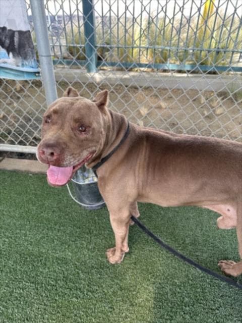 Copper - Pit Bull Terrier