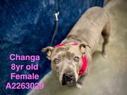 Changa image 1