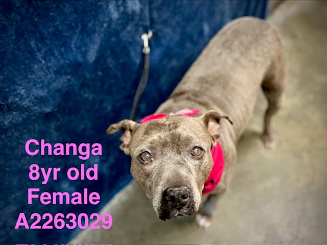 Changa - Pit Bull Terrier