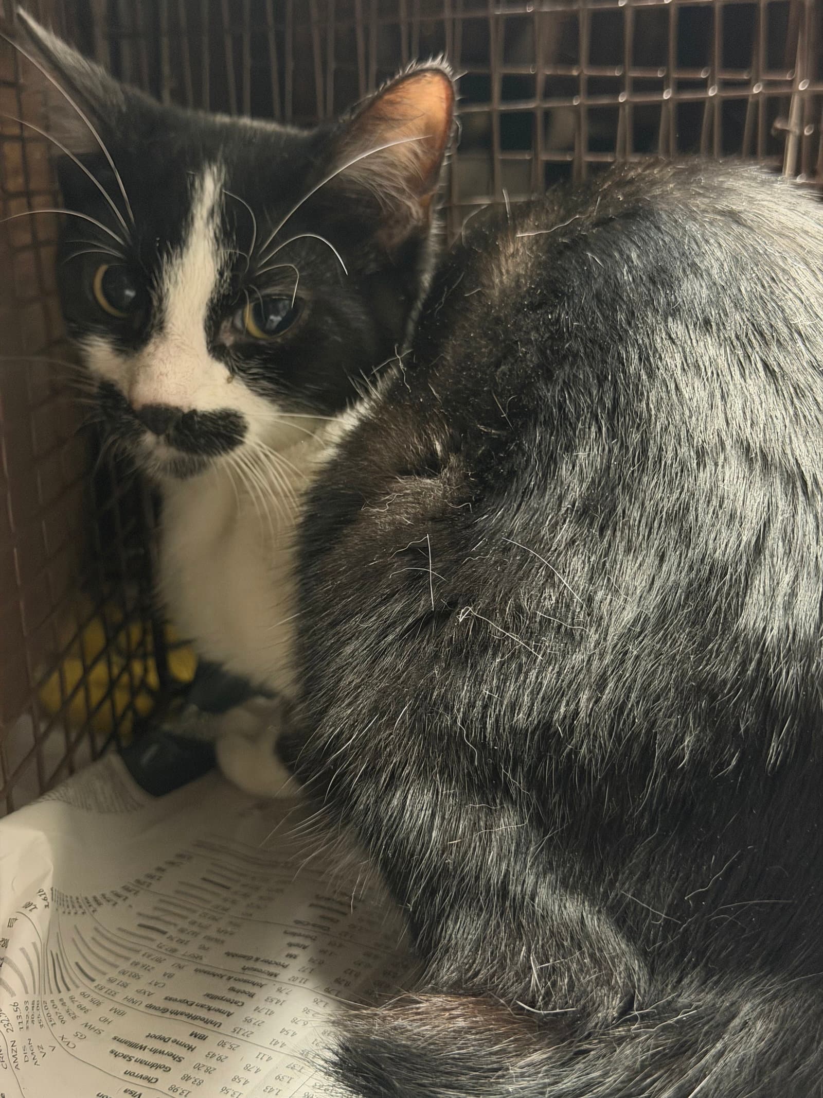Stash - Domestic Short Hair