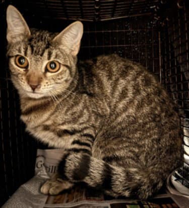 Felix - Domestic Short Hair