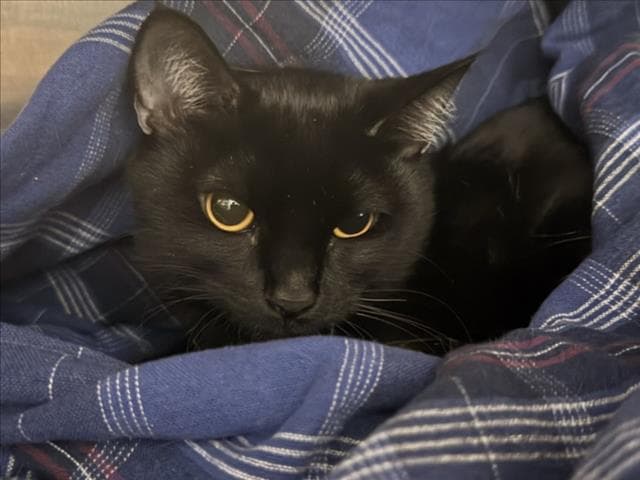 Selma - Domestic Short Hair
