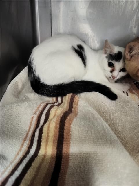Milky - Domestic Short Hair