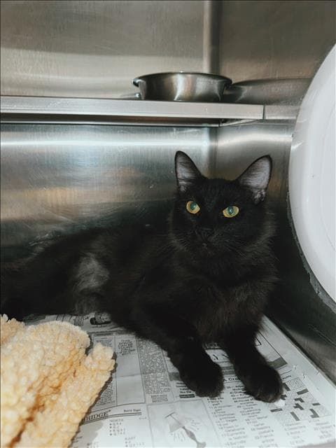 Mommy - Domestic Short Hair