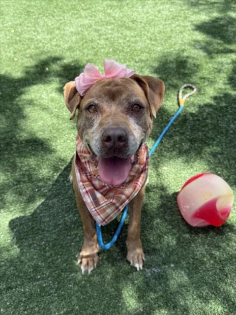 Frida - Staffordshire Bull Terrier