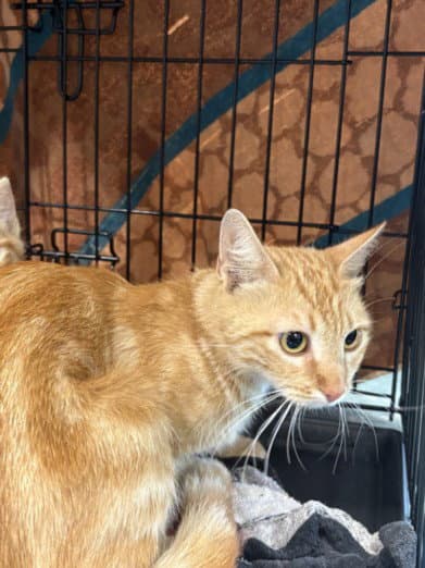 Poppyseed - American Shorthair