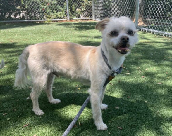 James - Shih Tzu