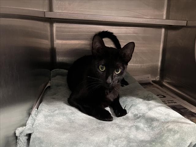 Sasha - Domestic Short Hair