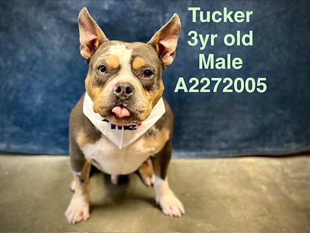 Tucker - American Pit Bull Terrier