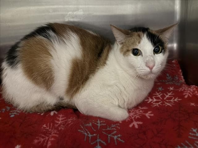 Bill - Domestic Short Hair