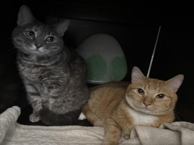 Michi - Domestic Short Hair