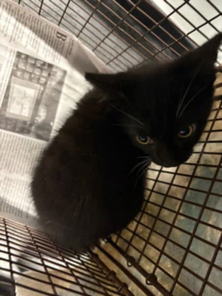 Jay - Domestic Short Hair