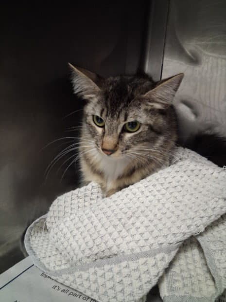 Jenny - Domestic Medium Hair