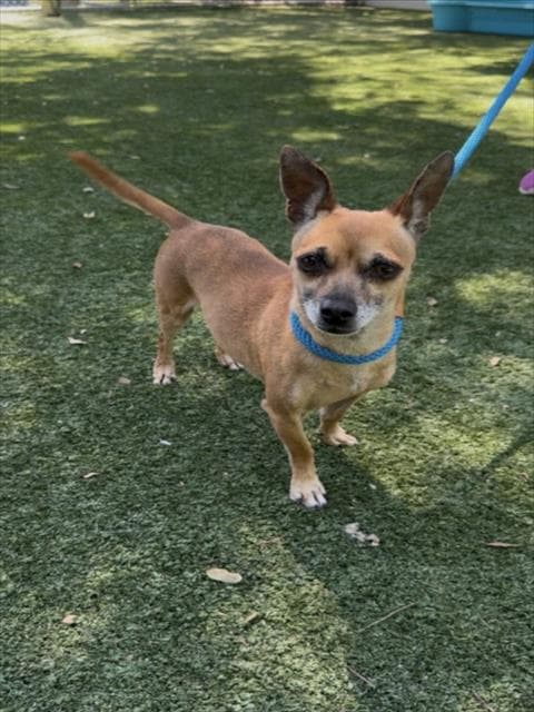 Chiquita - Chihuahua