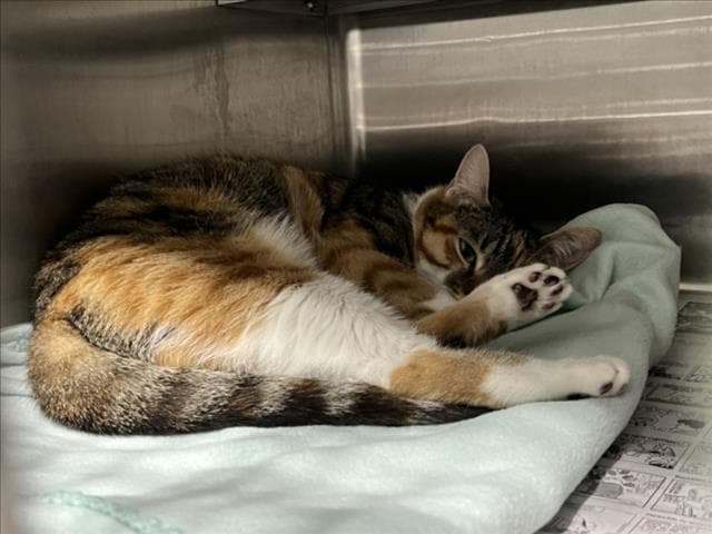 Didia - Domestic Short Hair