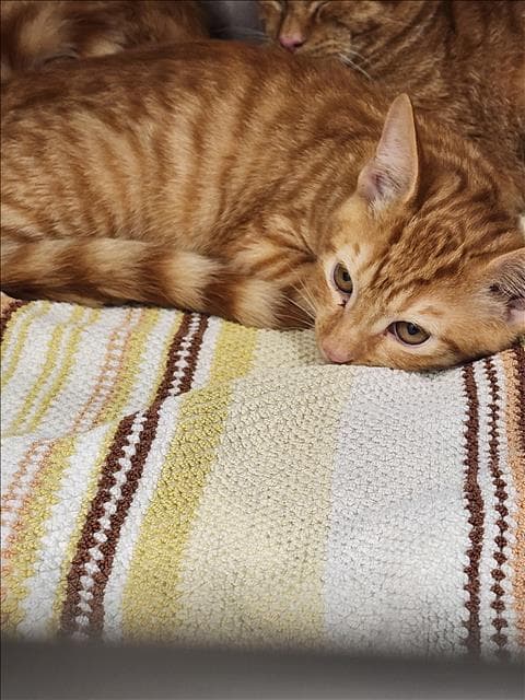 Lilly - Domestic Short Hair