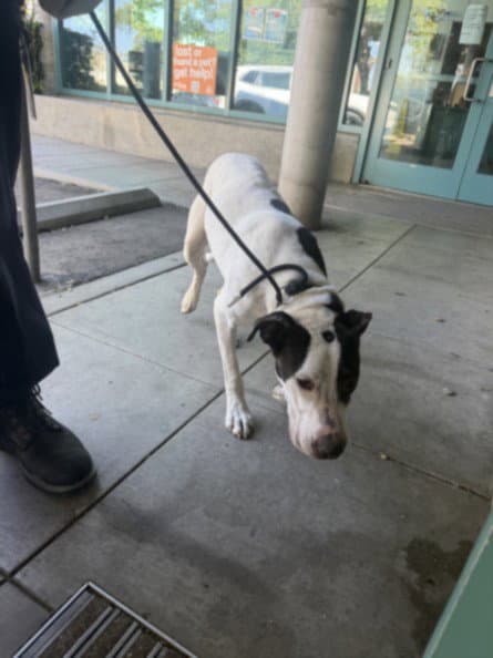 Chester - Bull Terrier