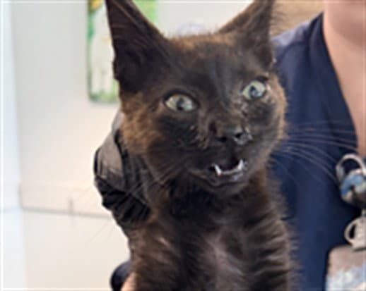Lalo - Domestic Short Hair