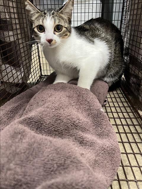 Tiny - American Shorthair