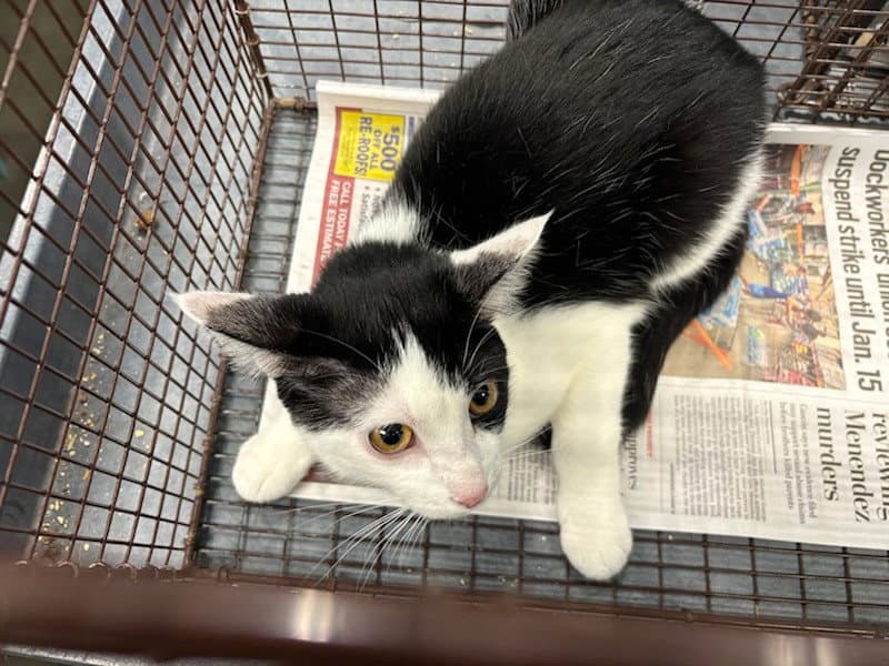 Marinara - Domestic Short Hair